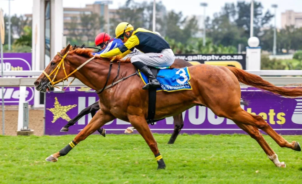 Hollywoodbets Mobile Horse Racing & Sports Betting Guide